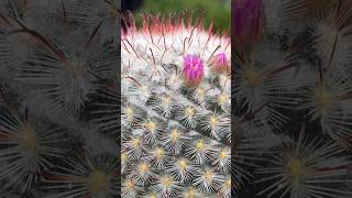 Admiring Mammillaria Bombycina’s unique spines and beautiful pink flowers 🌵💖 cactus succulents [upl. by Dihaz400]