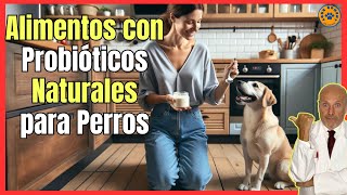 🔴 ¿QUÉ ALIMENTOS CONTIENEN PROBIÓTICOS NATURALES PARA PERROS 🔴 [upl. by Aletta771]