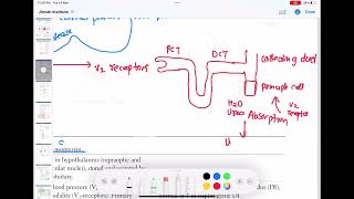 Anti diuretic hormone part1 endocrinology 7  First Aid USMLE Step 1 in UrduHindi [upl. by Aranahs]