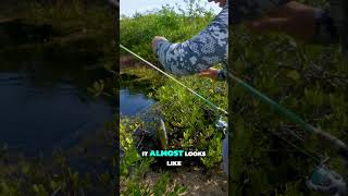 MaritimeExpeditions CATCHING Young TARPON In POND [upl. by Latashia]