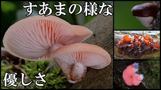 幻のホシアンズタケに到達！ ウラベニガサは爆発だ！ 20240617 [upl. by Kenelm]