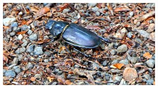 Lucanus cervus Hirschkäfer Weibchen [upl. by Shaylyn136]