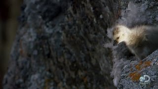 Daredevil Goslings Make a Terrifying Jump for Life [upl. by Aicilyt]