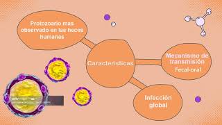 Tema de Isospora belli y Blastocystis hominis [upl. by Acirretahs576]