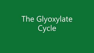 24 The glyoxylate cycle [upl. by Nairot31]