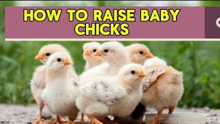 How to raise Baby Chicks Simple Steps to become a millionaire chicken [upl. by Kcirdaed]