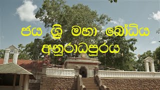 ශ්‍රී මහා බෝධිය  අනුරාධපුරය [upl. by Foote]