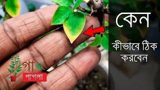 What causes yellowing on plant leaves  কেন গাছের পাতা হলুদ হয় [upl. by Fernandes536]