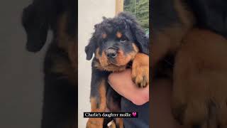 the sweetest rottweiler puppy ever  🥹 😍 [upl. by Elocen]