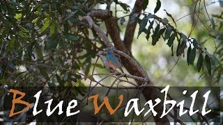 Blue Waxbill Uraeginthus angolensis Bird Call  Stories Of The Kruger [upl. by Imhsar]