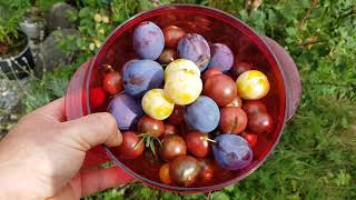 Gartenrundgang September 2020 Mini Kiwi Erdbeeren Tomaten Säulenbäume Nashi Birne und mehr [upl. by Buyers383]