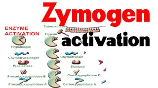 Zymogen activation [upl. by Dibri]