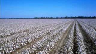 Credence Clearwater Revival  Cottonfields [upl. by Aridnere647]