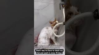 We have to wash our Cat every in 15 days 🥰🥰🥰 cat catlover music funny funnycats ￼ [upl. by Lotsirhc202]