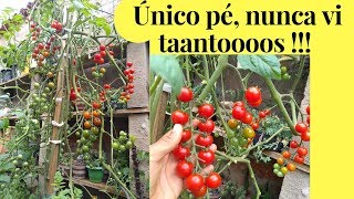 Incrível Nossos tomatinhos NUNCA VI TANTOOS INSPIREMSE [upl. by Adnek]