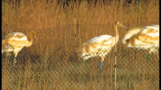 Operation Migration Whooping Crane Training at White River Marsh  Sept 25 2012 [upl. by Natassia336]