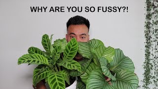 How To Care For Calathea  Houseplant Care Tips [upl. by Adamik]