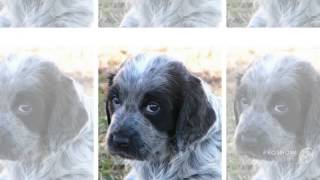 Blue Picardy Spaniel Dog breed [upl. by Xed]