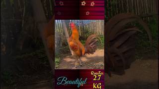 Beautiful Chicken rooster Sports bird 🐓1025 ❤️💖 [upl. by Leah7]