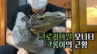 크로커다일모니터 크롱이의 살벌한 근황  Varanus salvadorii  빅프신경준 [upl. by Nalym264]