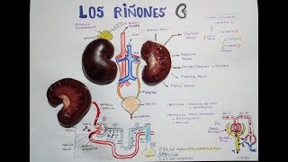 Aparato Excretor nefrón vías urinarias hormonas sangre [upl. by Ardme631]