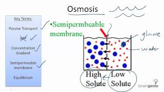 222 Osmosis [upl. by Laden]