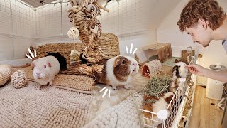 GUINEA PIG VLOG 🐽 Spot Cleaning amp Updates [upl. by Chick]