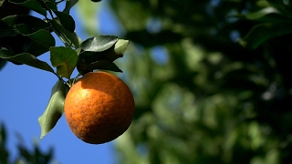 Cultivo de la Mandarina Una “Gloria” en Valparaíso  TvAgro por Juan Gonzalo Angel [upl. by Yhtuv95]