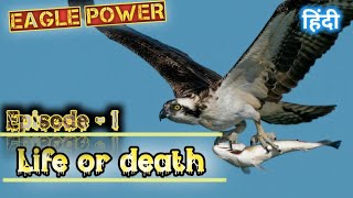 चील एक अनोखा पक्षी ।। Eagle life or death  Episode 1  eagle power [upl. by Llerrit]