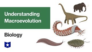 Understanding Macroevolution  Biology [upl. by Onurb]