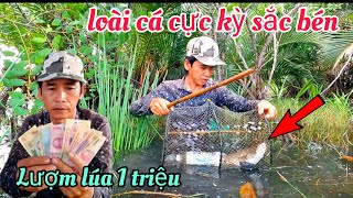 Thăm Lờ Dính Loài Cá Cực Kỳ NGUY HIỂM Lượm Lúa 1 TRIỆU Tiền Bán Cá [upl. by Salmon]