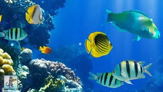 2 Hours of Beautiful Coral Reef Fish Relaxing Ocean Fish amp Stunning Aquarium Relax Music [upl. by Eiramanna]