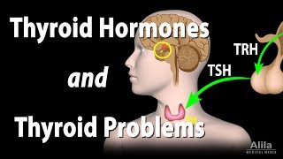 Thyroid Gland Hormones and Thyroid Problems Animation [upl. by Irene58]