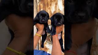 Lab puppy  black labra doglover [upl. by Constantine573]