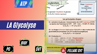 la GLYCOLYSE ATPBIOF [upl. by Skye720]