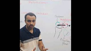 Circadian rhythm  Hypothalamus [upl. by Tennos]