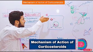 Mechanism of Action of Corticosteroids Glucocorticoids Mechanism of Action Mr Sanaullah lectures [upl. by Kcirdde545]