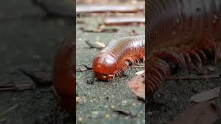 Millipede  400 Legs No Rush [upl. by Maggs]