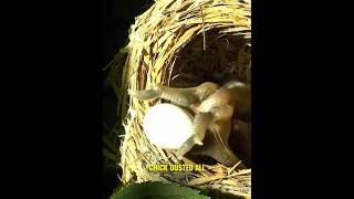 A Cuckoo Chicks Life in a Stolen Home 😭 shorts [upl. by Waylen]