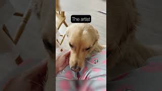 Shaming my dog online 🐶 goldenretriever dogs dogshorts lifeofluke uk norwich goldens funny [upl. by Arodoeht3]