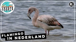 Is het bijzonder om de flamingo in Nederland te zien  Zelf Geschoten  Vroege Vogels [upl. by Gratia704]