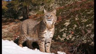 Bobcat Sounds  Ringtones for Android  Animal Ringtones [upl. by Yemaj]