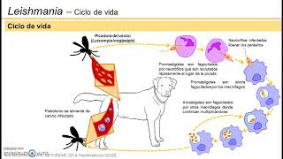 Leishmaniasis visceral  Ciclo de vida [upl. by Drahsar]