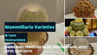 Mammillaria species amp Mammillaria Cactus Care Tips  Cacti Plants Profiles [upl. by Femi493]