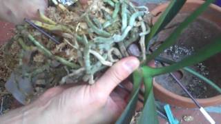 How to repot a Phalaenopsis orchid plant [upl. by Firestone161]