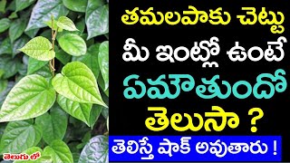 తమలపాకు చెట్టు మీ ఇంట్లో ఉంటే ఏమౌతుందో తెలిస్తే అవాక్కు అవుతారు  Tamalapaku chettu [upl. by Jac502]