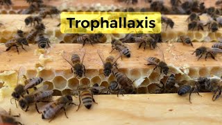 Honey Bee Communication Trophallaxis [upl. by Audrye]