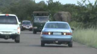 PILANESBERG SOUTH AFRICA ELEPHANTS quotATTACKquot [upl. by Cattier]