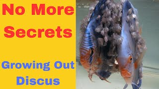 How to Grow Out Discus Fish [upl. by Aima155]