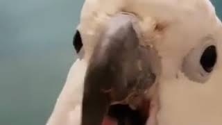 cockatoo parrot screaming [upl. by Shore]